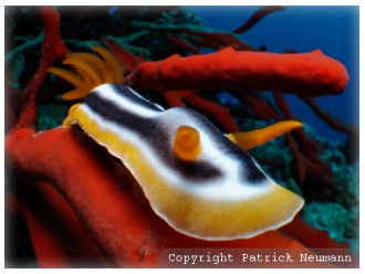 dt nudibranch red