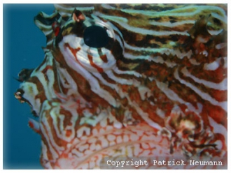 dt lionfish close up
